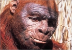 Paranthropus boisei 2,3 -1 млн. лет