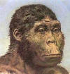 Homo habilis 2,4-1,5 млн. лет