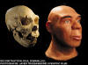 Homo htidelbergensis 800 тыс-200 тыс. лет 