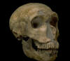 Homo neanderthalensis 200-28 тыс. лет 