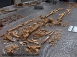 6 Скелет человека эпохи неолита