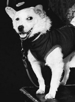 Белка -первая собака в космосе